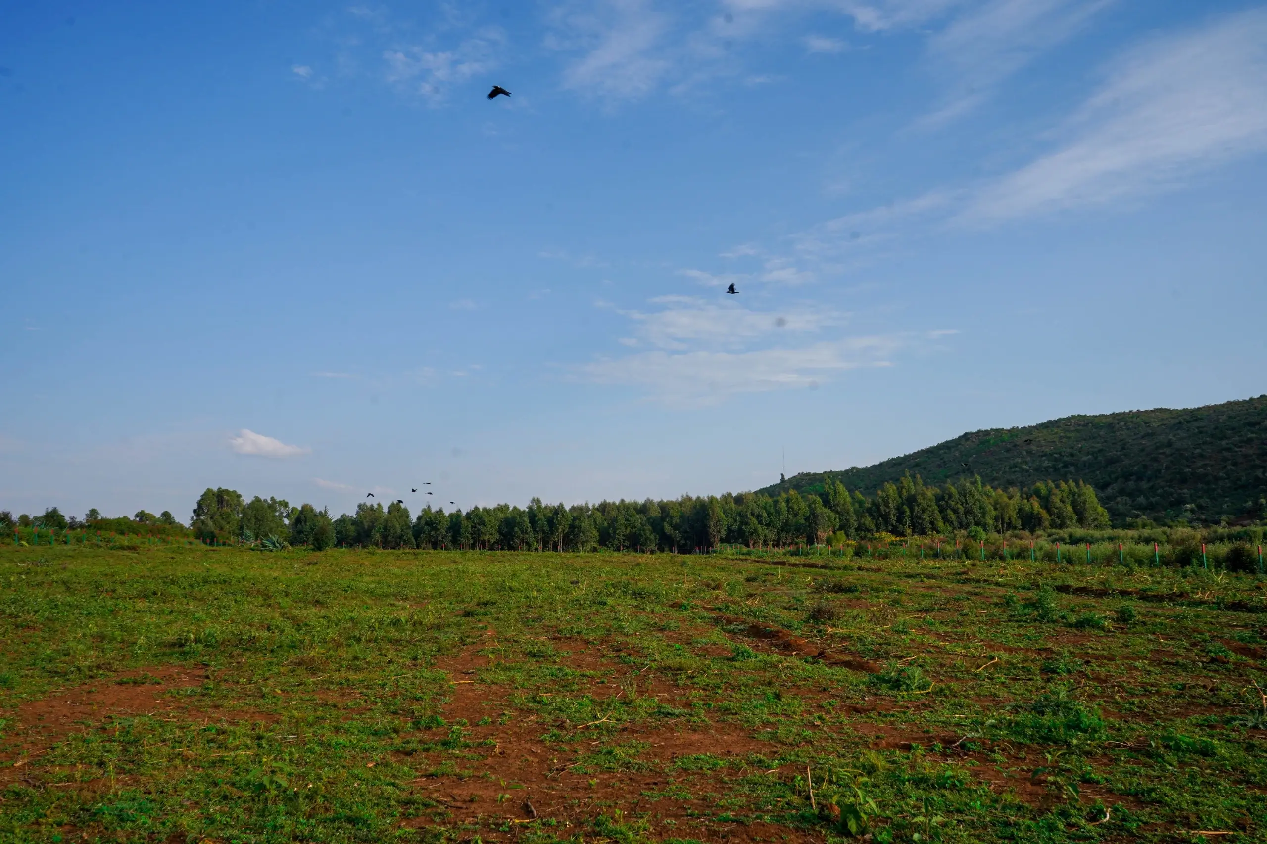 Goldleaf Estate Kikuyu - 50x100 Plots from 800m Tarmac Road